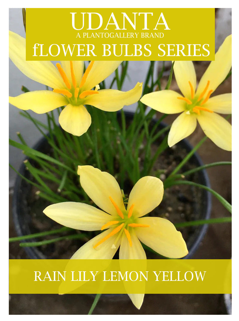 Udanta Zephyranthus - Rain Lily Flower Bulbs For Home Gardening - Set Of 5 Bulbs (Lemon Yellow)