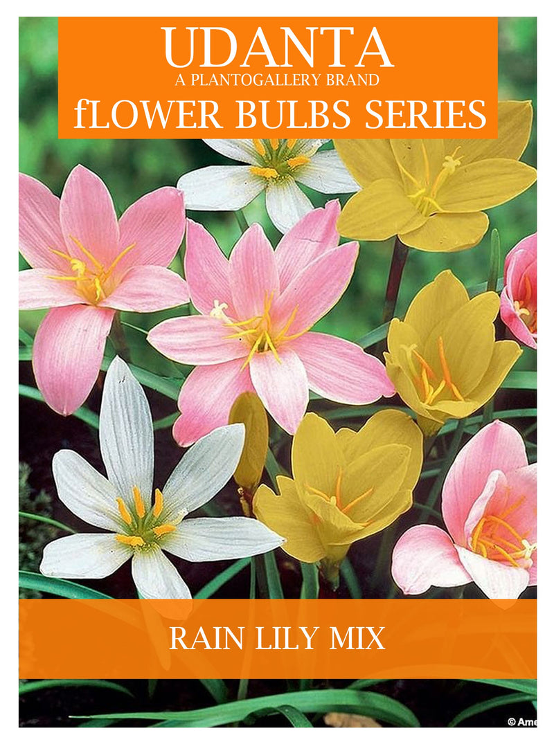 Udanta Rain Lily Bulbs Multicolor - Pack of 20 Bulbs