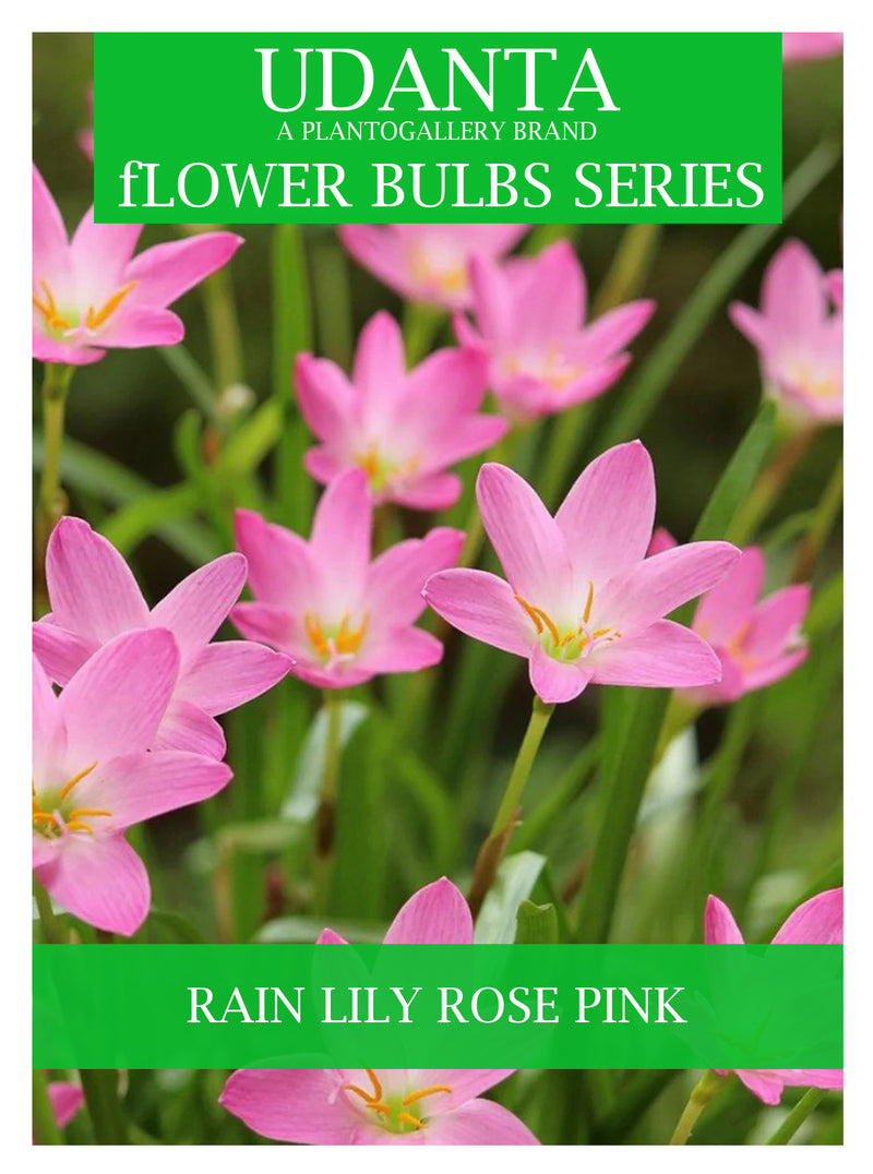 Udanta Zephyranthus Lily Bulbs For Home Gardening - Pack of 20 Bulbs (Rose Pink)