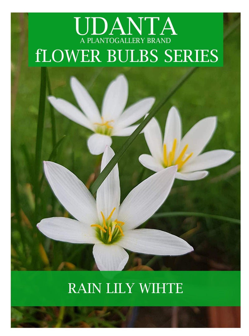 Udanta Rain Lily Bulbs For Gardening - Pack Of 5pcs (White)