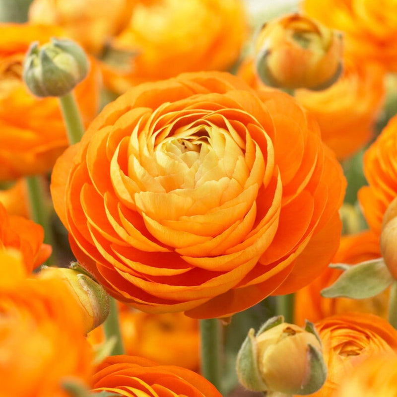 Ranunculus Flower Bulbs for Winter Planting | Easy to Grow Bulbs - Best For Your Home & Garden