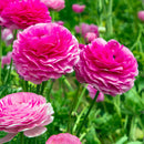 Ranunculus Flower Bulbs for Winter Planting | Easy to Grow Bulbs - Best For Your Home & Garden
