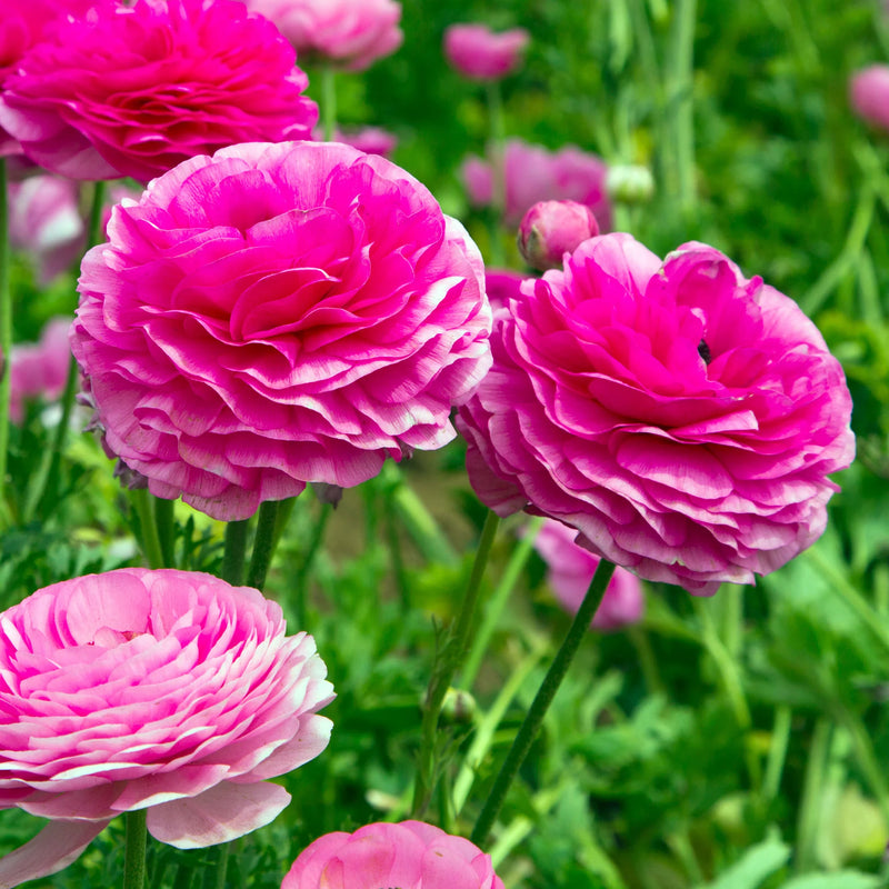 Ranunculus Flower Bulbs for Winter Planting | Easy to Grow Bulbs - Best For Your Home & Garden