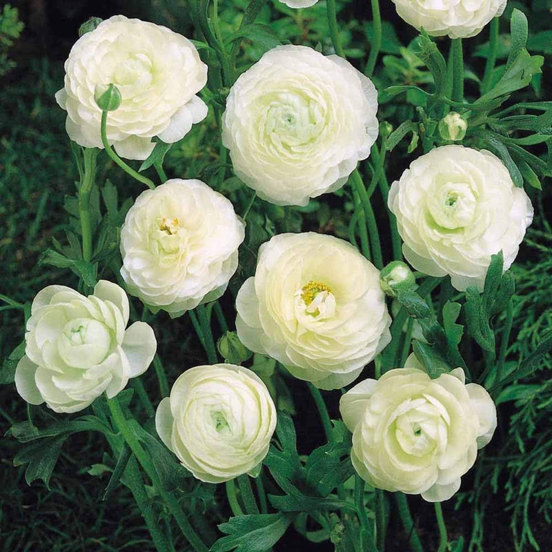 Ranunculus Flower Bulbs for Winter Planting | Easy to Grow Bulbs - Best For Your Home & Garden
