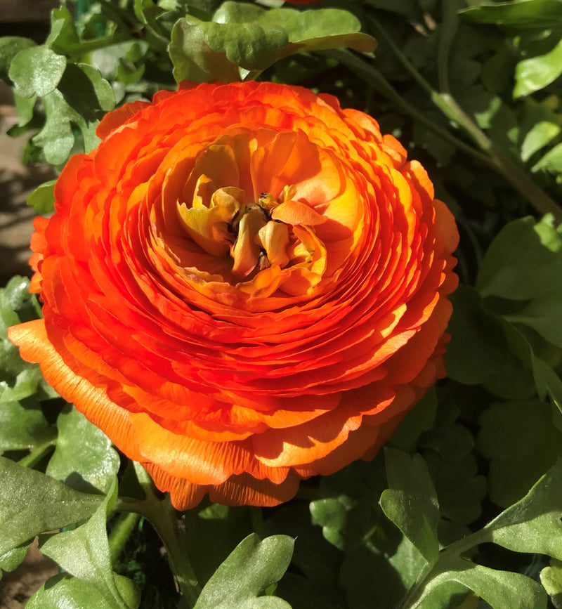 Plantogallery Ranunculus Double Orange Imported Flower Bulbs Size 7/8