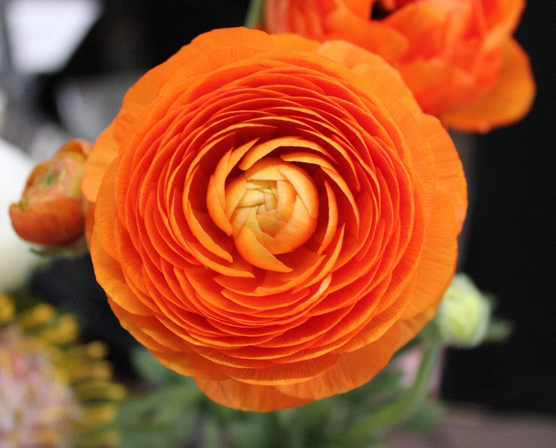 Plantogallery Ranunculus Double Orange Imported Flower Bulbs Size 7/8