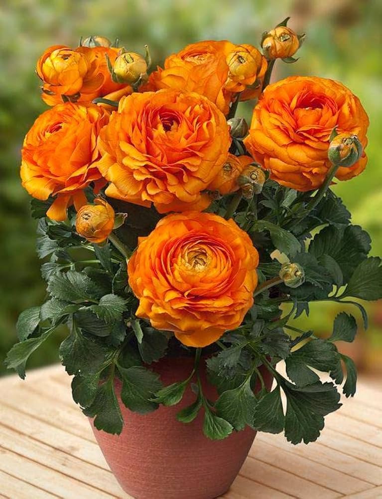 Plantogallery Ranunculus Double Orange Imported Flower Bulbs Size 7/8