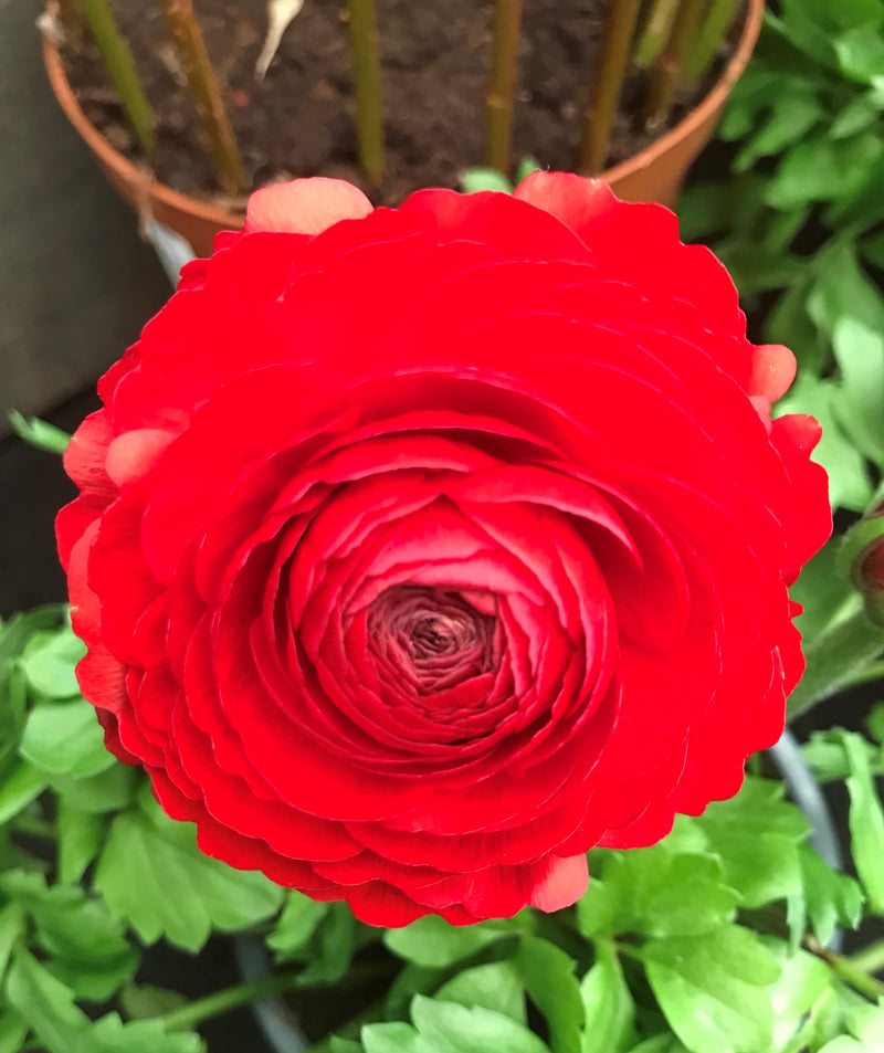 Plantogallery Ranunculus Double Red Imported Flower Bulbs Size 7/8