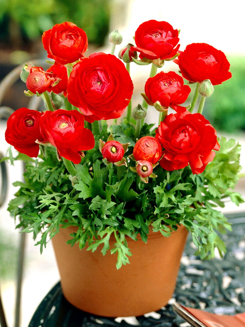 Plantogallery Ranunculus Double Red Imported Flower Bulbs Size 7/8