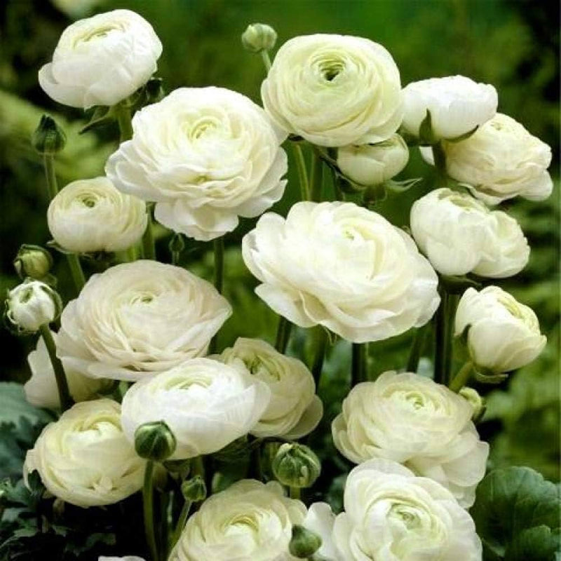 Plantogallery Ranunculus Double White Imported Flower Bulbs Size 7/8