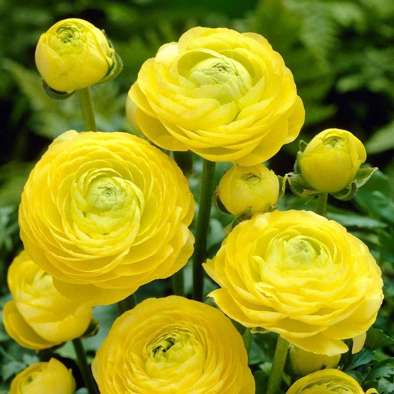 Plantogallery Ranunculus Double Yellow Imported Flower Bulbs Size 7/8
