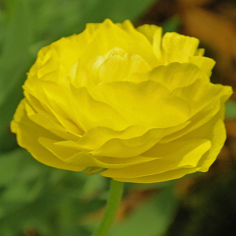 Plantogallery Ranunculus Double Yellow Imported Flower Bulbs Size 7/8
