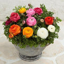 Ranunculus F1 Bloom Dale II Mix Flower Imported 20 Seeds