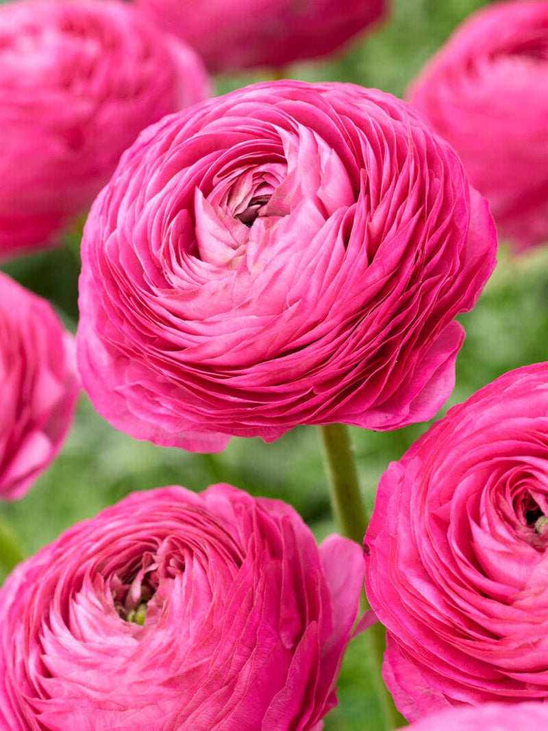 Plantogallery Ranunculus Double Pink Imported Flower Bulbs Size 7/8