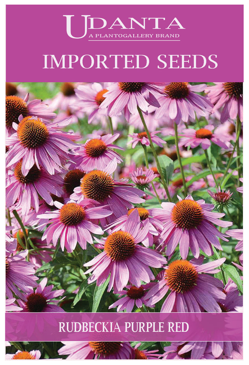 Udanta Imported Flower Seeds - Rudbeckia Purple Red Flower Seeds For Home Gardening - Qty 1.5Gm (Purple Red) Pack of 2 Pkt