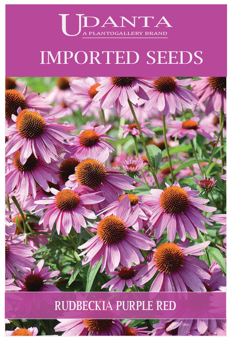 Udanta Imported Flower Seeds - Rudbeckia Purple Red Flower Seeds For Home Gardening - Qty 1.5Gm (Purple Red) Pack of 5 Pkt