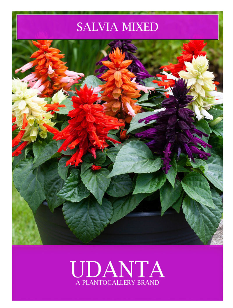 Udanta Salvia Mix Flowers Seeds For Winter Gardening Avg 30-40 Each Packet