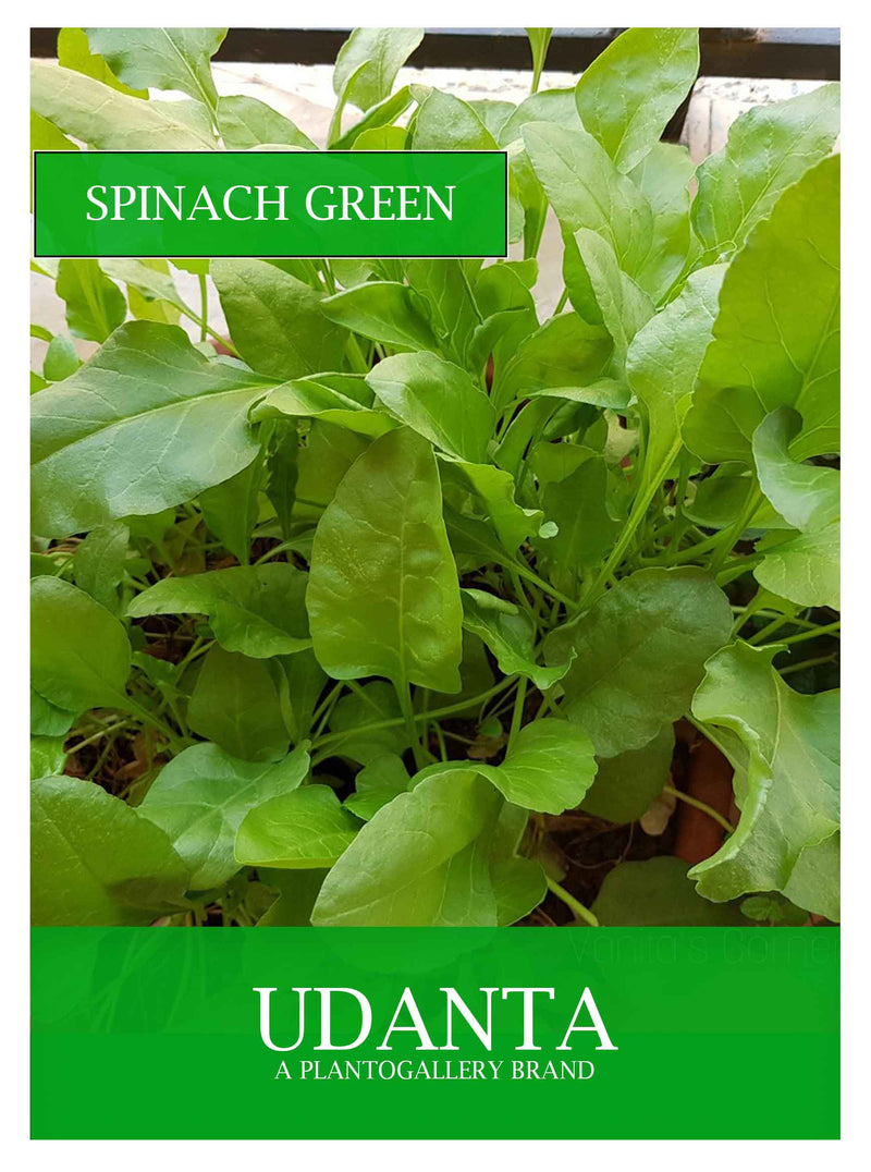 Udanta Spanich Green Vegetable Seeds For Kitchen Garden Avg 500 Seeds Pkts