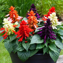 Salvia Vista Mix Flower Imported 20 Seeds