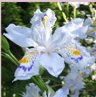 iris-rhizomes