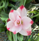 Imported Curcuma Alismatifolia Siam Tulip Flower Bulbs - Variety Solar (Light Pink)