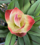 Imported Curcuma Alismatifolia  Siam Tulip Flower Bulbs