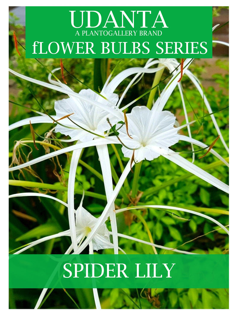 Udanta Scented Spider Lily Flower Bulbs For All Season - Pack Of 5 Bulbs (White)
