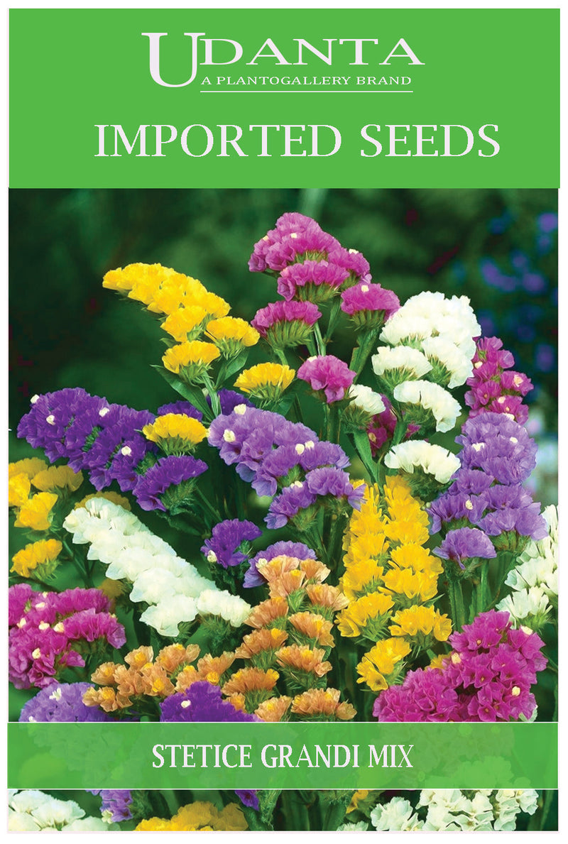 Udanta Imported Flower Seeds - Statice Grandi Rate Variety Flower Seeds - Qty 0.5Gm (Mix) Pack of 2 Pkt
