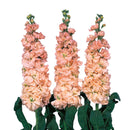 Stock Iron Apricot Flower Imported 20 Seeds