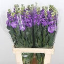 Stock Iron Blue Flower Imported 20 Seeds