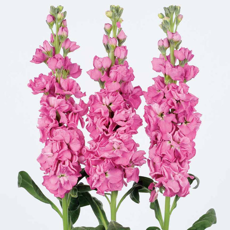 Stock Iron Deep Pink Flower Imported 20 Seeds