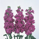 Stock Iron Purple Flower Imported 20 Seeds