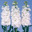 Stock Iron White Flower Imported 20 Seeds