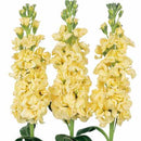 Stock Iron Yellow Flower Imported 20 Seeds