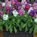 Stocks Hot Cakes Mix Formula Flower Imported 20 Seeds