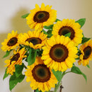 Sunflower F1 Vincent Choice Flower Imported 20 Seeds