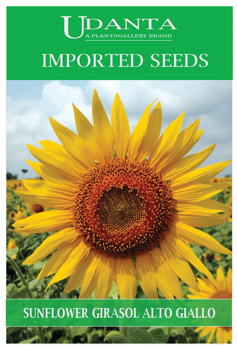 Udanta Imported Flower Seeds - Sunflower Girasole Alto Summer Gardening Flower Seeds - Qty 4Gm (Yellow) Pack of 2 Pkt