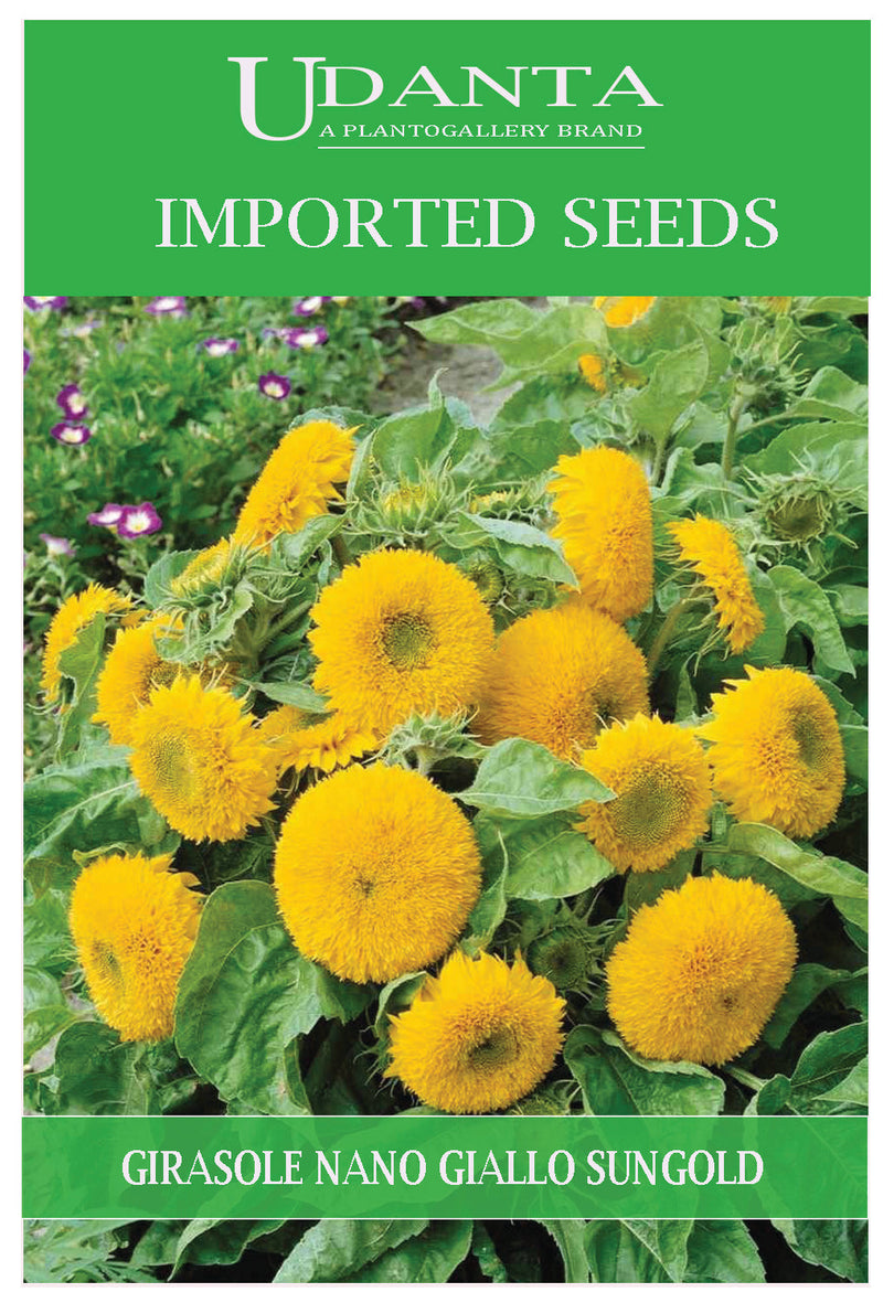 Udanta Imported Flower Seeds - Girasole Nano Giallo Sunflower Sungold Summer Flower Seeds - Qty 4Gm (Yellow) Pack of 2 Pkt