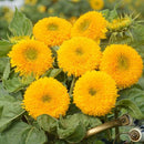 Sunflower Teddy Bear Flower Imported 20 Seeds