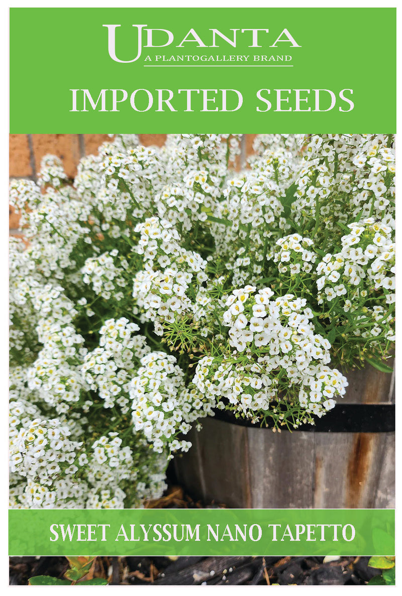 Udanta Imported Flower Seeds - Sweet Alyssum - Alisso Nano Tappeto Neve Flower Seeds - Qty 1Gm (White) Pack of 2 Pkt