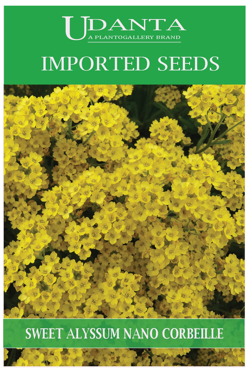 Udanta Imported Flower Seeds - Sweet Alyssum Alisso Nano Corbeille Scented Flower Seeds - Qty - 1Gm (Yellow) Pack of 5 Pkt