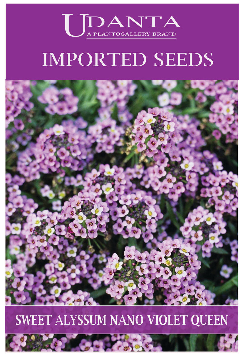Udanta Imported Flower Seeds - Scented Sweet Alyssum – Alisso Nano Imported Flower Seeds - Qty 1Gm (Violet Queen) Pack of 5 Pkt