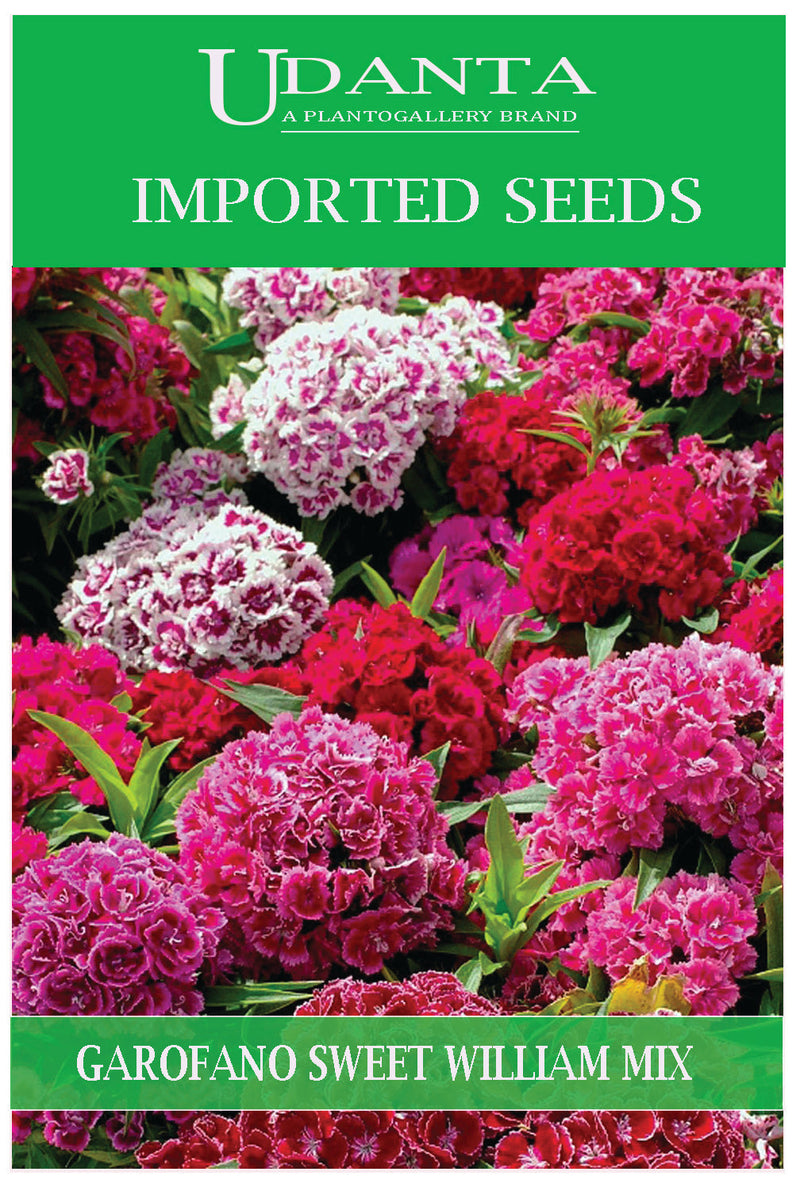 Udanta Imported Flower Seeds - Garofano Poeti Fiori Doppi - Sweet William Flower Seeds - Qty 2Gm (Mix) Pack of 5 Pkt