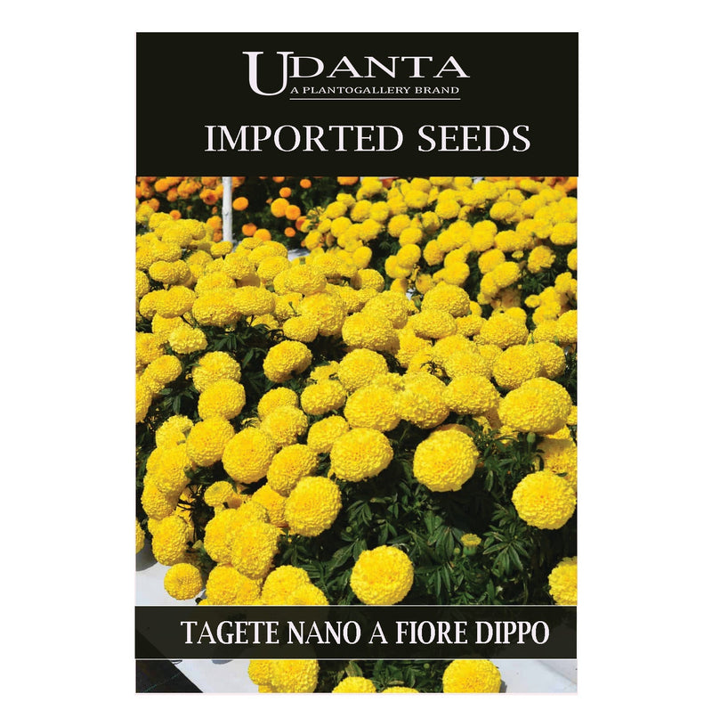 Udanta Imported Flower Seeds - Marigold Tagetes Nano Giallo Perennial Flower Seeds - Qty 2Gm (Yellow) Pack of 5 Pkt