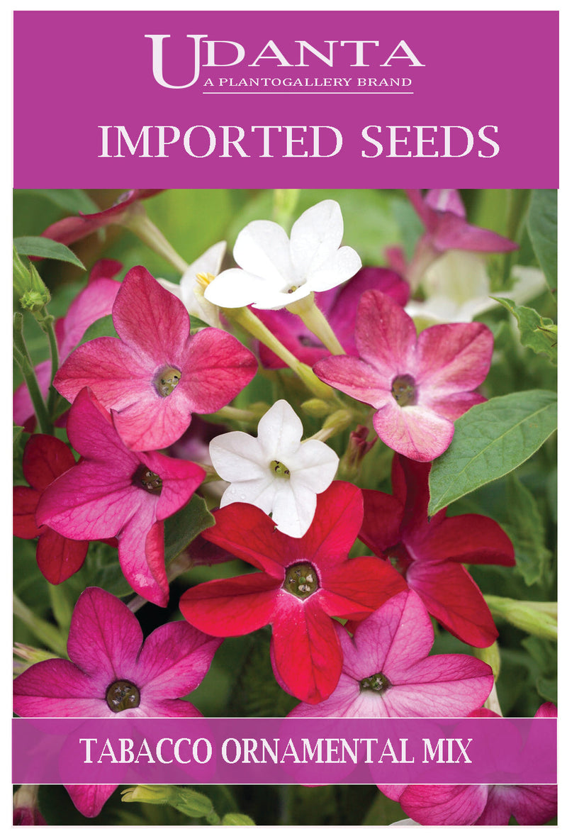 Udanta Imported Flower Seeds - Tabacco Ornamental Flower Seeds For Gardening - Qty 1Gm (Mix) Pack of 2 Pkt