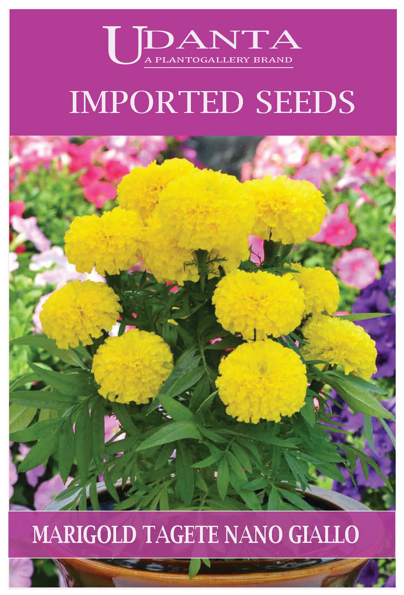 Udanta Imported Flower Seeds - Tagete Nano Fiori Doppio Giallo Marigold Yellow Flower Seeds - Qty 2Gm (Pure Yellow) Pack of 5 Pkt