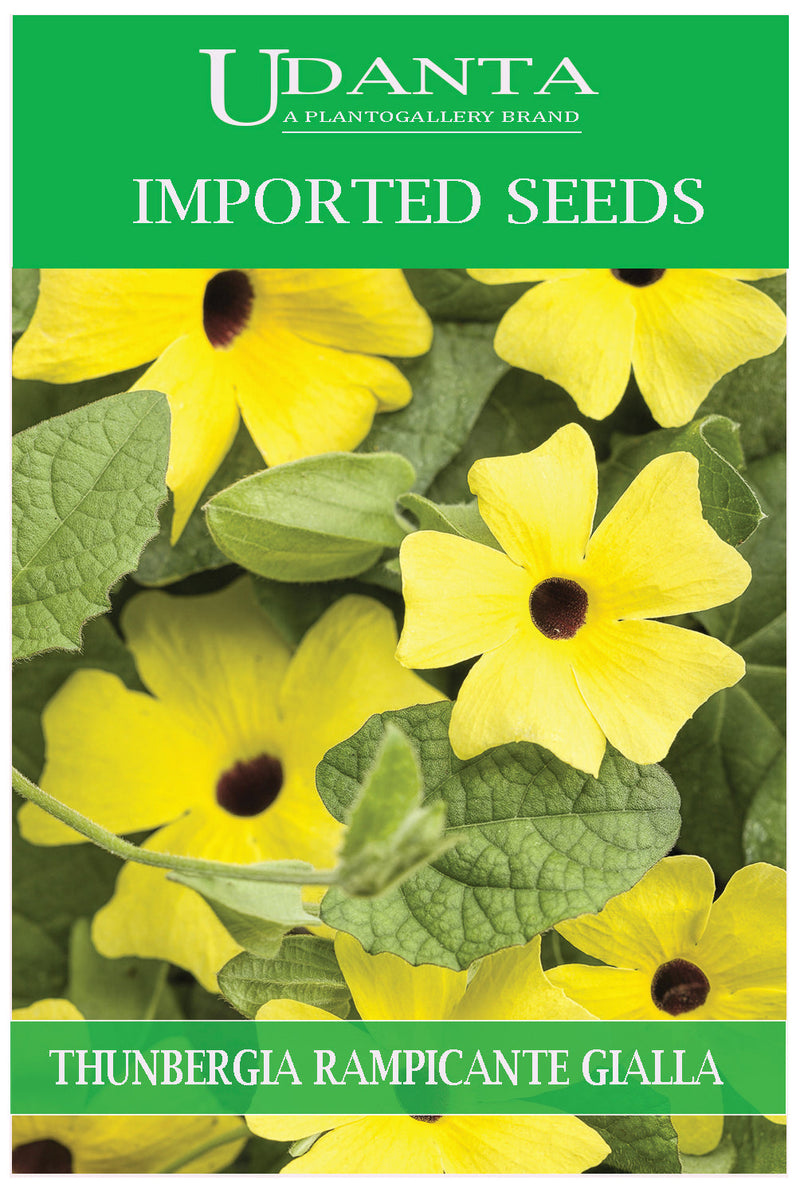 Udanta Imported Flower Seeds - Thunbergia Rampicante Gialla Perennial Flower Seeds - Qty 2Gm (Mix) Pack of 2 Pkt