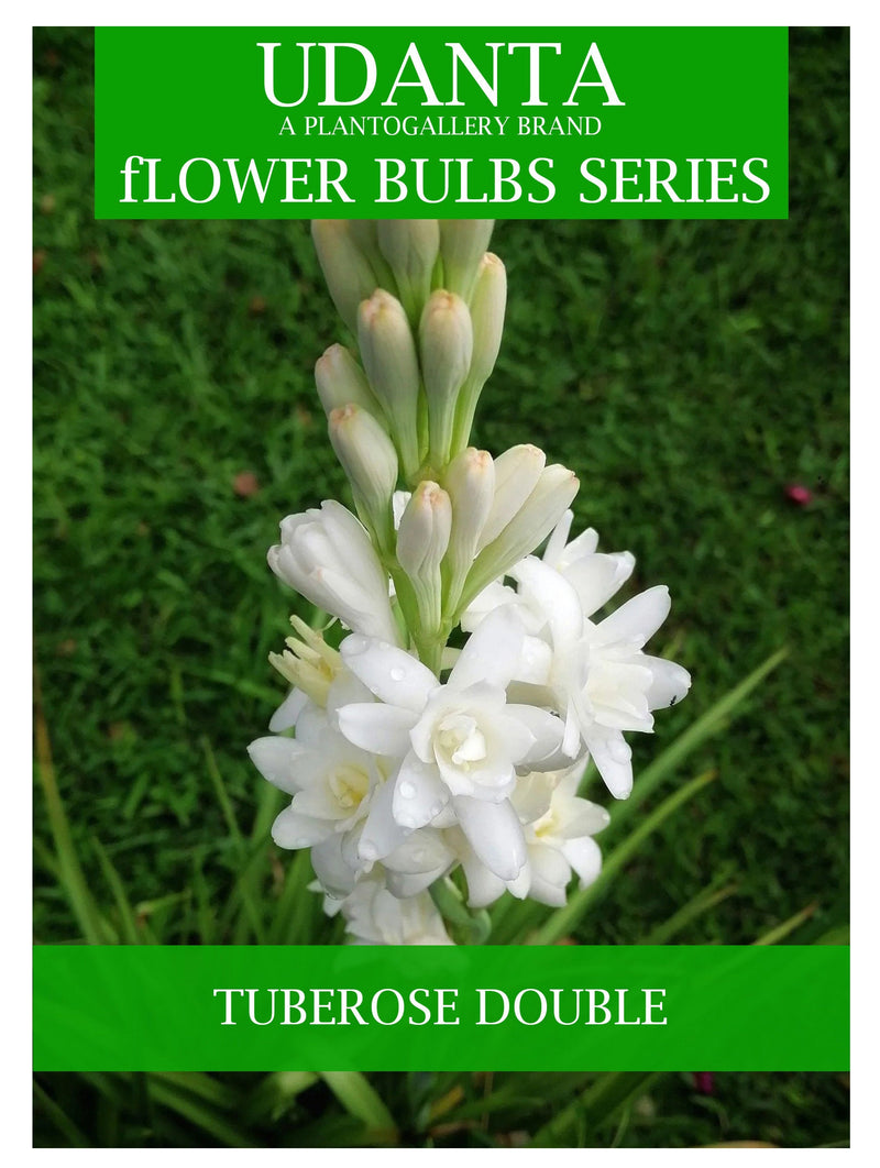 Udanta Tuberose - Rajnigandha Scented Flower Bulbs - Pack of 10 Bulbs