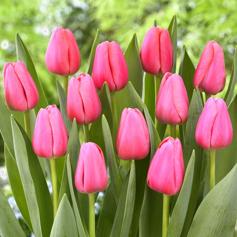Plantogallery Tulip Big Love Imported Flower Bulbs Size 12+