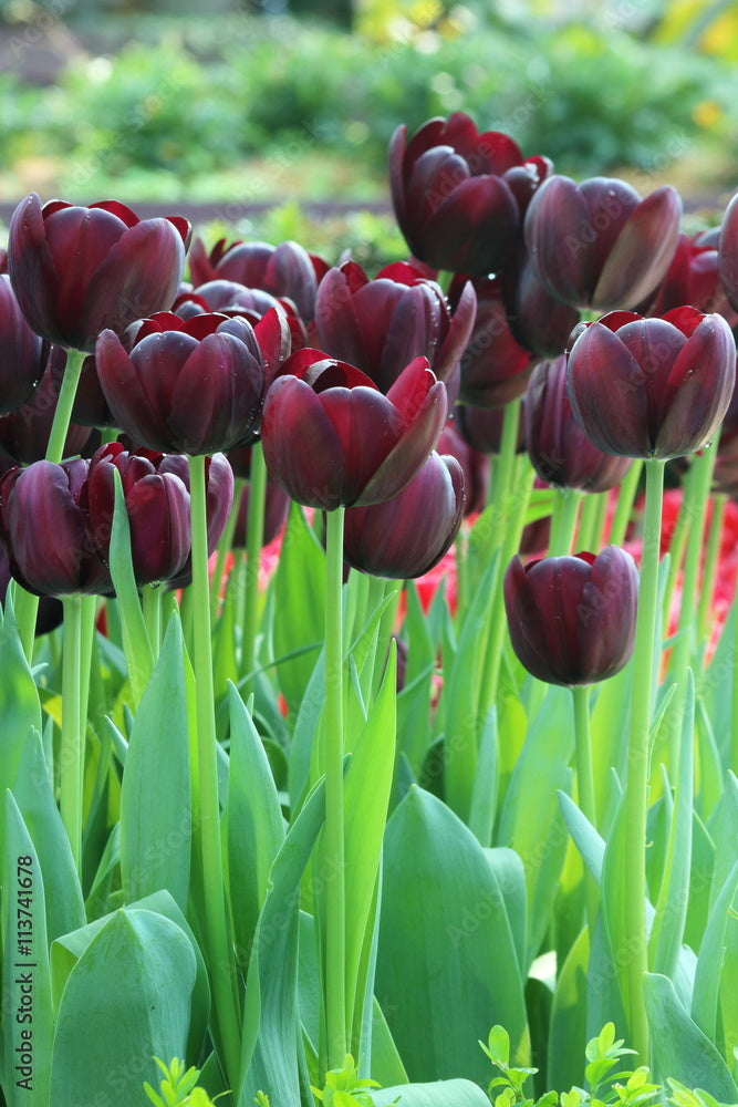 Plantogallery Tulip Black Jack Imported Flower Bulbs Size 12+